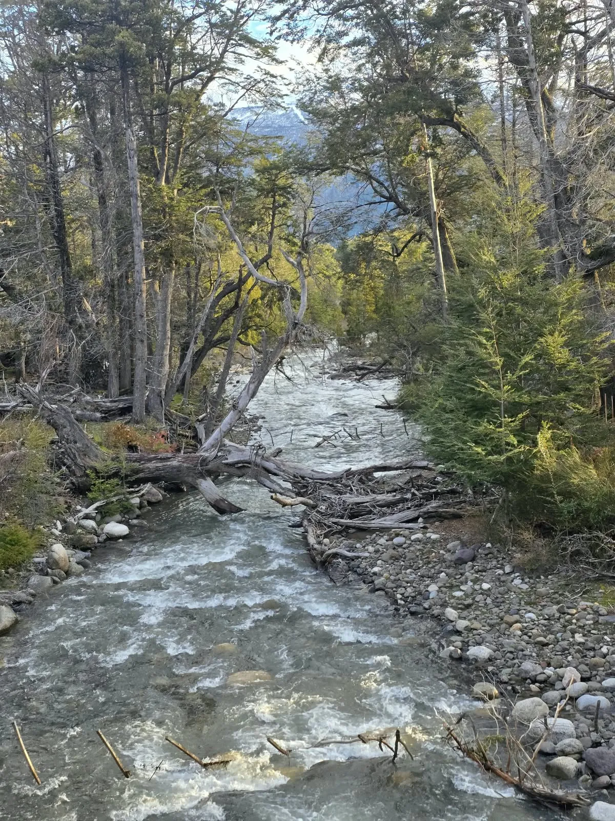 Río de aguas claras entre bosques de la cordillera