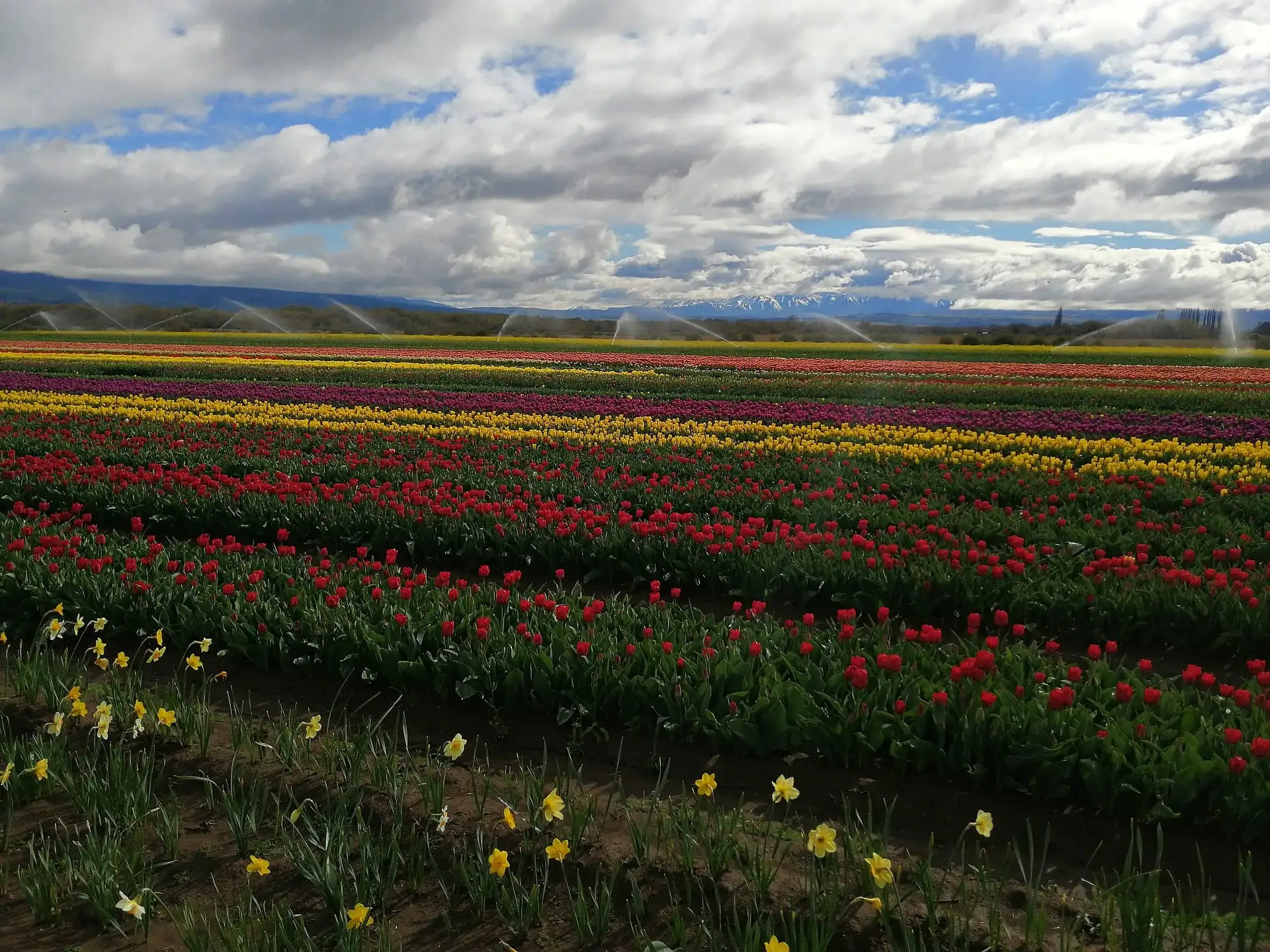 Campo de tulipanes en franjas de colores con montañas al fondo (foto de ejemplo)